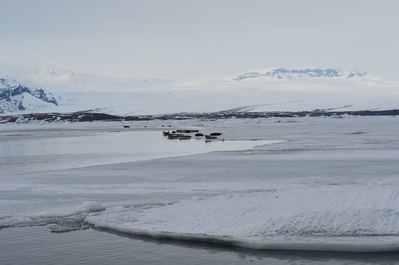 Jokulsarlon (14).JPG